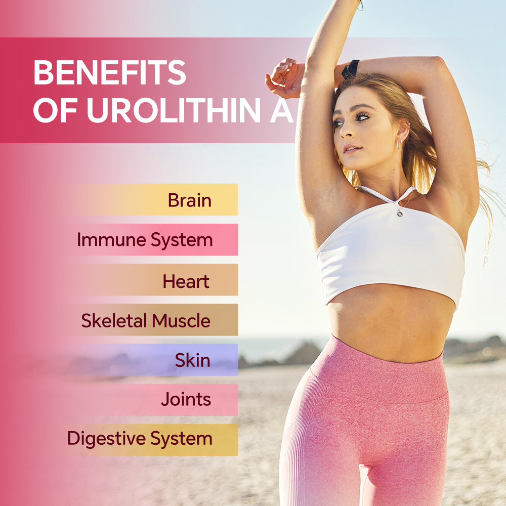 FKOOO Urolithin A 500mg - Premium Cellular Cleanse Supplement - Supports Brain & Muscle Function - Delayed-Release Capsules for Maximum Absorption